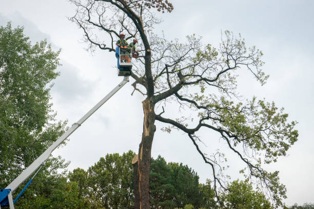 Mulching Services in Berry Hill, TN