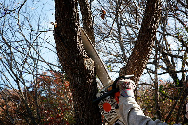 Best Fruit Tree Pruning  in Berry Hill, TN